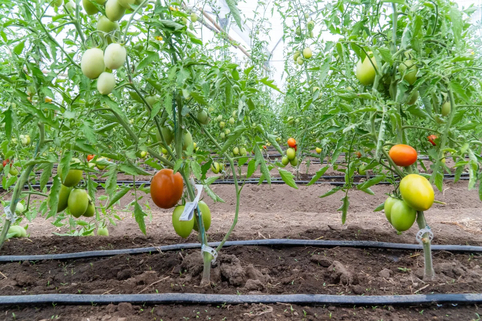 Plantas de tomate Roma con frutos verdes y rojos en el invernadero de Alapacha.